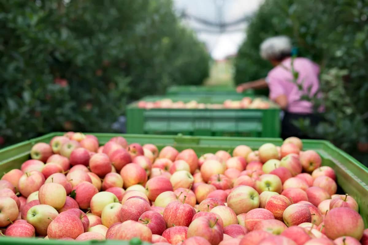 Recolección de manzana con palots de plástico en el campo